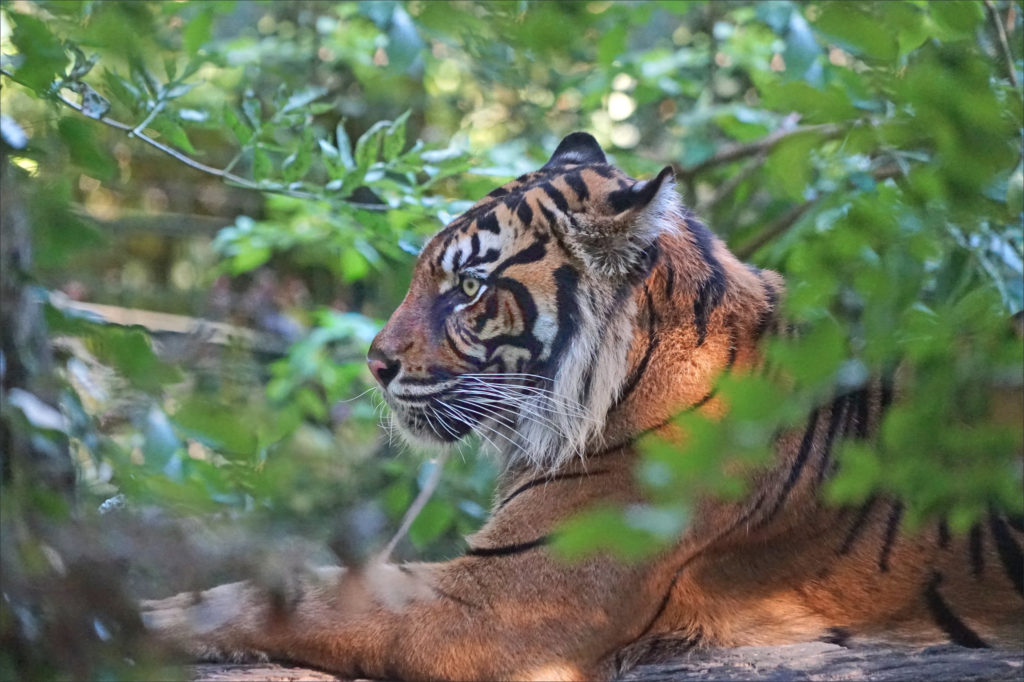tigre zoo de Beauval